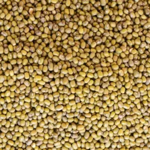 Common Beans -Phaseolus vulgaris- Common Beans -Phaseolus vulgaris-