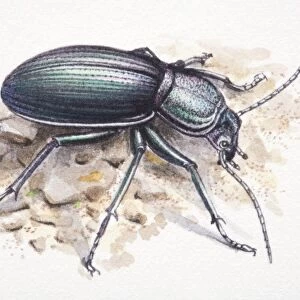 Common Black Ground Beetle, Pterostichus melanarius, side view