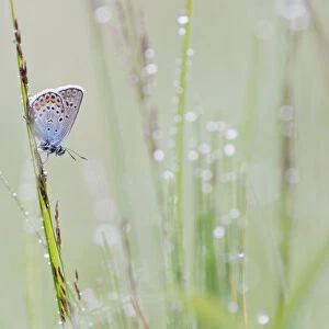 Common Blue -Polyommatus icarus- on a blade of grass