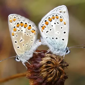 Common Blue (Polyommatus icarus), mating Common Blue (Polyommatus icarus), mating