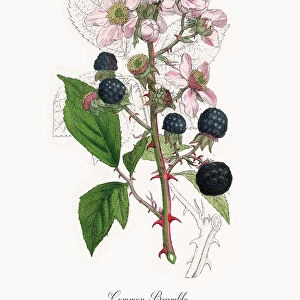 Common Bramble, Rubus discolor, Victorian Botanical Illustration, 1863