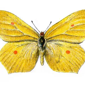 Common brimstone, Gonepteryx rhamni, Butterfly, Insects, Wildlife art Common brimstone, Gonepteryx rhamni, Butterfly, Insects, Wildlife art
