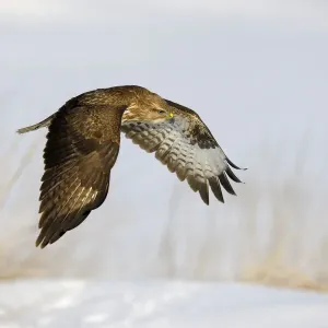 Common Buzzard in Flight Print, Swabian Alb Biosphere Reserve Common Buzzard in Flight Print, Swabian Alb Biosphere Reserve
