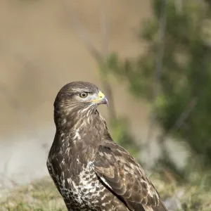 Common Buzzard -Buteo buteo-, Tyrol, Austria