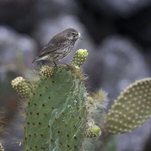 Common Cactus Finch or Small Cactus Finch -Geospiza scandens- feeding on a flower of an Opuntia, Isla Genovesa, Galapagos Islands