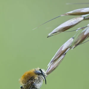 Common carder bee (Megabombus pascuorum)