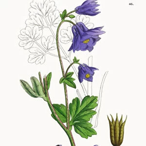 Common Columbine, Aquilegia vulgaris, Victorian Botanical Illustration, 1863