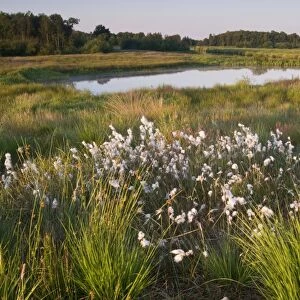 Common cottongrass (Eriophorum angustifolium) in Dutch raised bog reserve Bargerveen, Netherlands, Europe