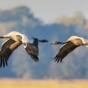 Common Crane in Flight Print