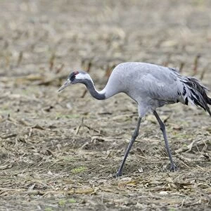 Common Crane -Grus grus-, Brandenburg, Germany