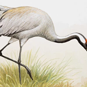 Common crane (Grus grus), standing in the grass, side view