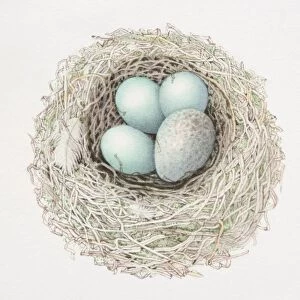 Common Cuckoo, Cuculus canorus, three dunnocks eggs and a cuckoos egg in nest, view from above