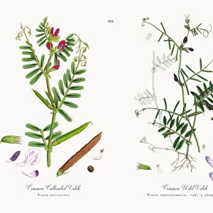 Common Cultivated Vetch, Vicia eu-sativa, Victorian Botanical Illustration, 1863