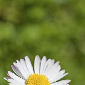 Common Daisy -Bellis perennis-, flower