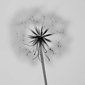 Common dandelion (Taraxacum officinale), X-ray