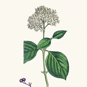 Common Dogwood plant Cornus sanguinea scientific illustration