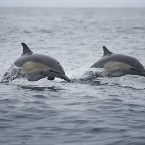 Common Dolphins Common Dolphins