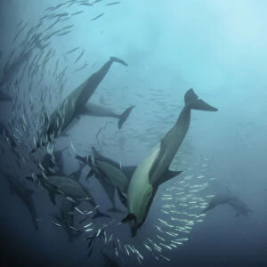 Common dolphins attacking a sardine bait ball during the annual sardine run, Wild Coast, South Africa