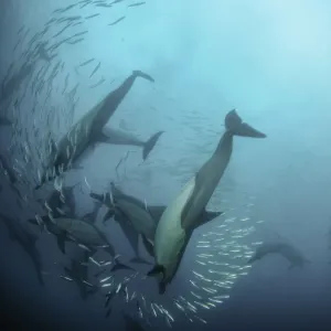 Common dolphins attacking a sardine bait ball during the annual sardine run, Wild Coast, South Africa Common dolphins attacking a sardine bait ball during the annual sardine run, Wild Coast, South Africa