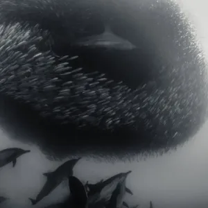 Common dolphins and a bronze whaler shark attacking a sardine bait ball during the annual Common dolphins and a bronze whaler shark attacking a sardine bait ball during the annual