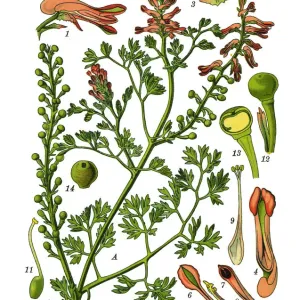 common fumitory, drug fumitory, earth smoke common fumitory, drug fumitory, earth smoke