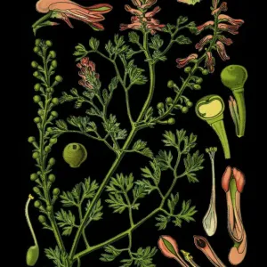 common fumitory, drug fumitory, earth smoke common fumitory, drug fumitory, earth smoke