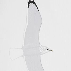 Common Gull (Larus canus), adult
