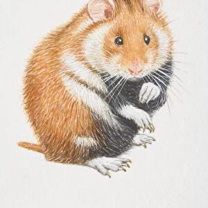 Common Hamster (cricetus cricetus) sitting on its back legs, front view