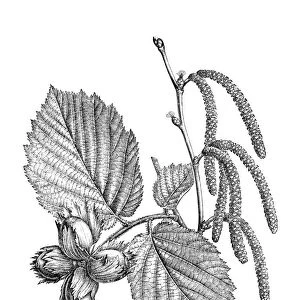 Common hazel (Corylus avellana)