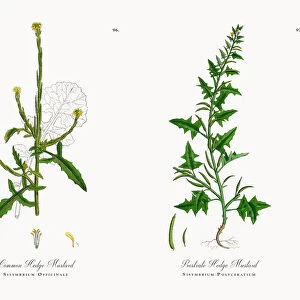 Common Hedge Mustard, Sisymbrium Officinale, Victorian Botanical Illustration, 1863