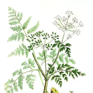 Common Hemlock botanical engraving 1847