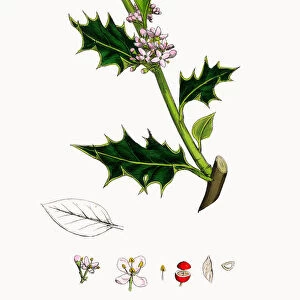Common Holly, Hex aquifolium, Victorian Botanical Illustration, 1863