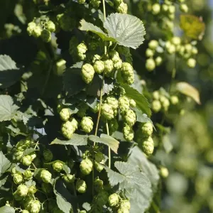Common Hops (Humulus lupulus) with mature flower cones in a hop garden, Hallertau or Holledau, Upper Bavaria, Bavaria, Germany, Europe Common Hops (Humulus lupulus) with mature flower cones in a hop garden, Hallertau or Holledau, Upper Bavaria, Bavaria, Germany, Europe