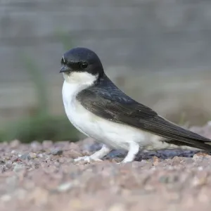 Common House Martin Print