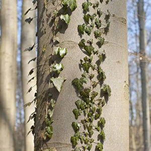 Common Ivy -Hedera helix-, on a Common Beech or European Beech, Hainich National Park, Thuringia, Germany