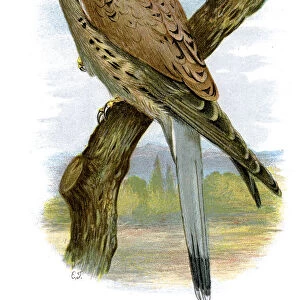 Common Kestrel - Falco tinnunculus