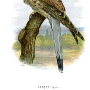 Common Kestrel - Falco tinnunculus