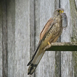 Common Kestrel -Falco tinnunculus- with captured mouse, Emsland, Lower Saxony, Germany