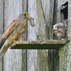Common Kestrel -Falco tinnunculus- passes mouse to young birds, Emsland, Lower Saxony, Germany