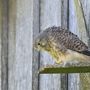 Common Kestrel -Falco tinnunculus-, young bird, Emsland, Lower Saxony, Germany