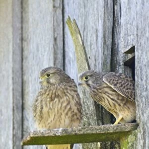 Common Kestrels -Falco tinnunculus-, young birds, Emsland, Lower Saxony, Germany
