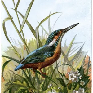 Vintage 1883 Lithograph Print of Common Kingfisher Vintage 1883 Lithograph Print of Common Kingfisher