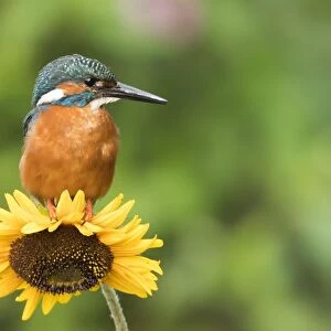 Common kingfisher (Alcedo atthis) sits on Sunflower (Helianthus annuus), Hesse, Germany