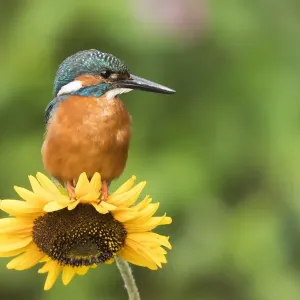 Common Kingfisher on Sunflower Print Common Kingfisher on Sunflower Print