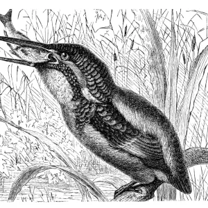 The common kingfisher, Eurasian kingfisher, river kingfisher (Alcedo atthis) The common kingfisher, Eurasian kingfisher, river kingfisher (Alcedo atthis)