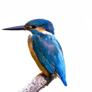Common Kingfisher Print with Fish on White Background Common Kingfisher Print with Fish on White Background