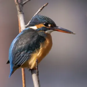 Common Kingfisher Male Print on Branch Common Kingfisher Male Print on Branch