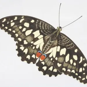 Common Lime butterfly Print