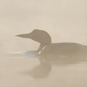 Common loon Common loon