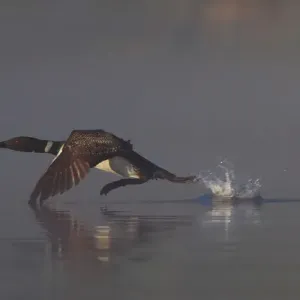 Common loon Common loon
